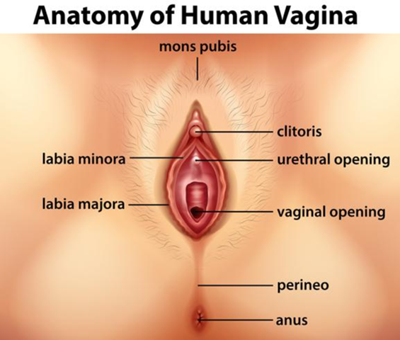 Löcher vagina hat eine viele wie 2 oder