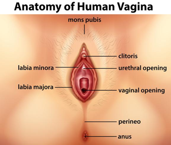 In Welches Loch Muss Ein Tampon Rein Madchen Korper Periode In Welches Loch Muss Ein Tampon Rein Madchen Korper Periode