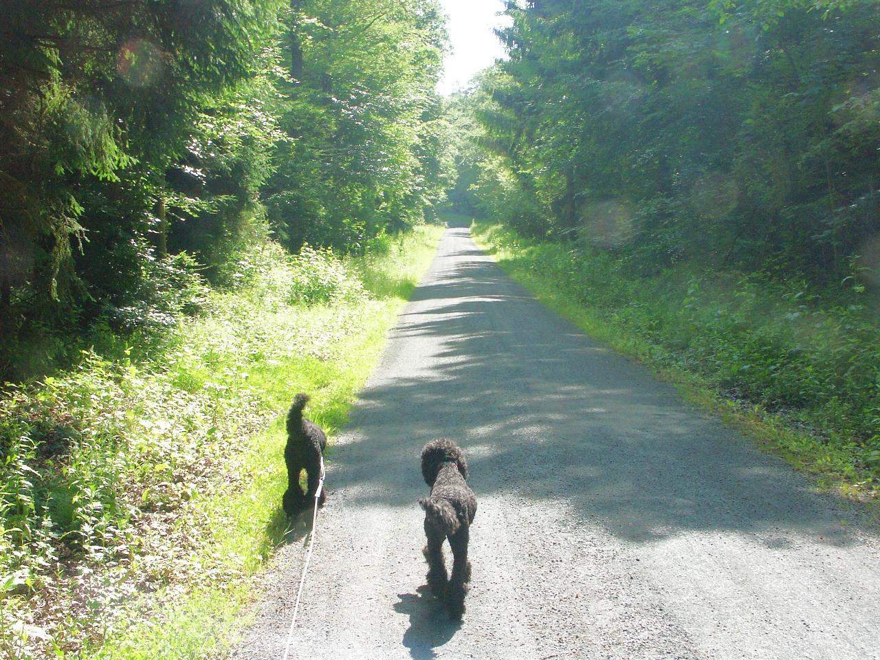 Sind Spaziergänge im Wald gefährlich (bzgl. Waldbewohner)? (Tiere, Hund