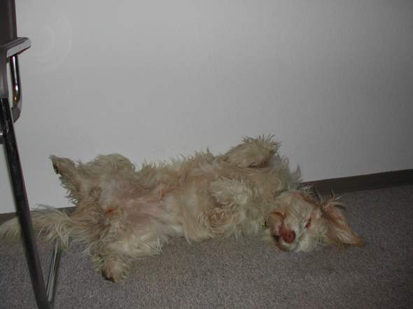 wie lange schläft ein hund am tag