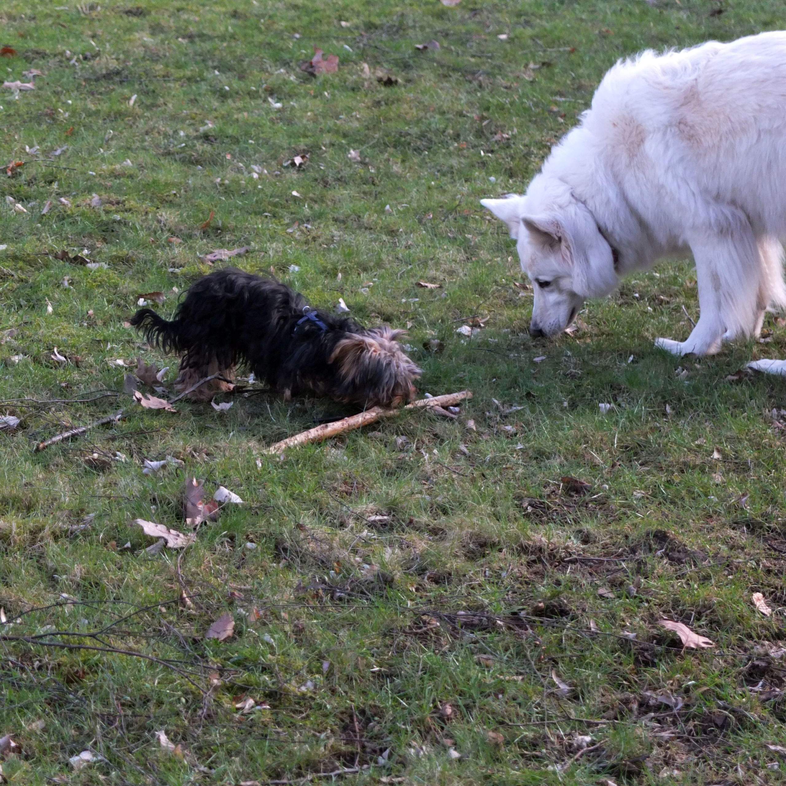 Brauchen kleine Hunde allgemein weniger Auslauf? (Tiere, Hund, Hunderasse)