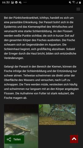 Bild zum Beitrag