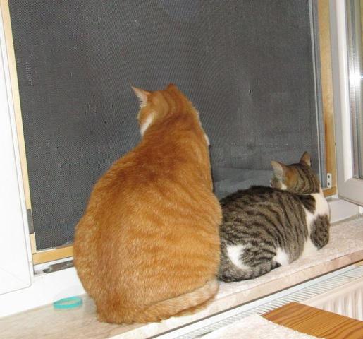 Holzrahmen - (Katze, Fenster, Gitter)
