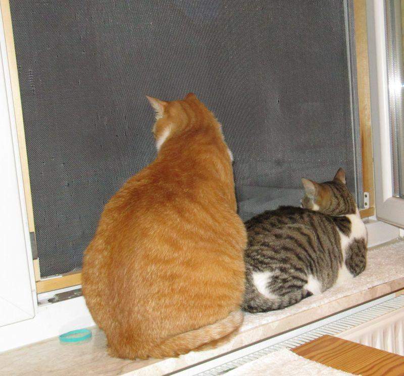 Womit kann man Katzen vom Springen aus den Fenstern fernhalten? (Katze, Fenster, Gitter)