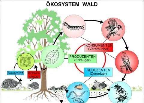 Beziehungen Im Okosystem Wald Biologie