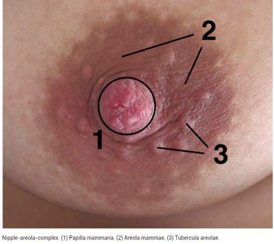 Risse Locher In Der Brustwarze Gesundheit Und Medizin Pubertat Brustwarzen Risse Locher In Der Brustwarze Gesundheit Und Medizin Pubertat Brustwarzen