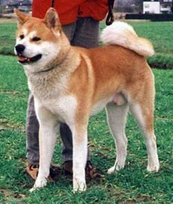 Akita Inu - (Hund, Shiba Inu, Akita Inu)