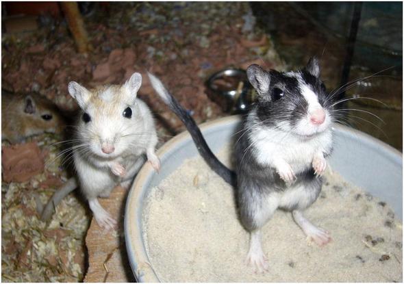 Wüstenrennmäuse  - (Tiere, Insekten, Aquarium)