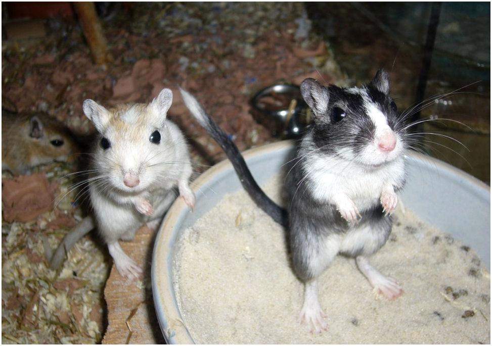 Tiere für kleine Terrarien (Insekten, Aquarium, Tierhaltung)