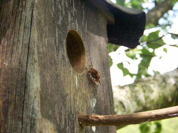 Hornisse - (Biologie, Natur, Insekten)