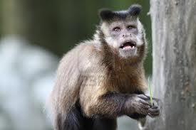 Wo Kann Ich Ich Mir Einen Kapuziner Affen Kaufen Tiere