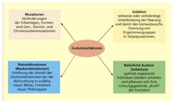 - (Schule, Menschen, Geschichte)