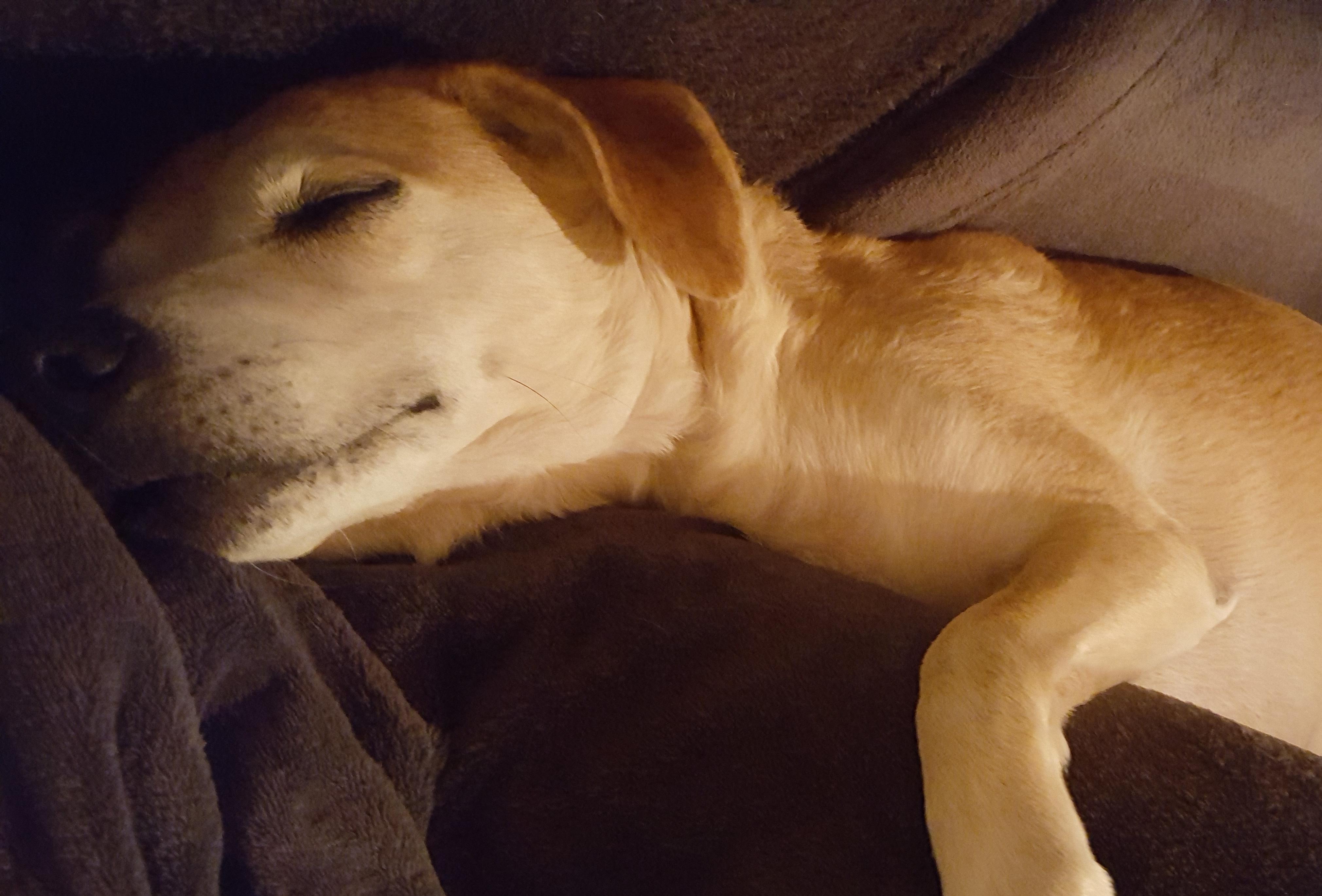 Mein Hund wird sehr liebesbedürftig im Alter? (Liebe und Beziehung, Tiere)