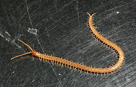Was für ein Tier/ Wurm mit 2 Köpfen ist das? (Tiere, Biologie, Würmer)