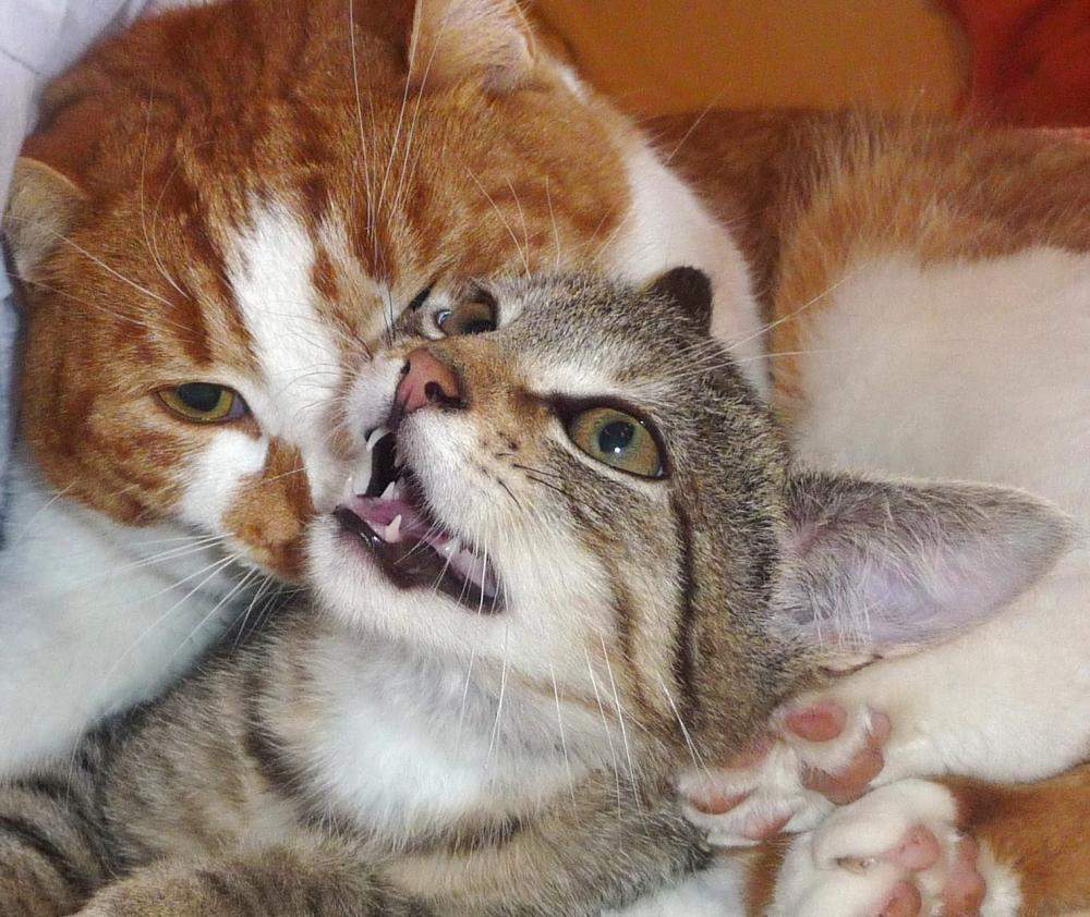Kater putzt und beißt dann Kitten? (Katze, Zusammenführung)