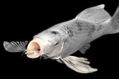 Außergewöhnliche Fische für den Gartenteich (Teich, Hai, Rochen)