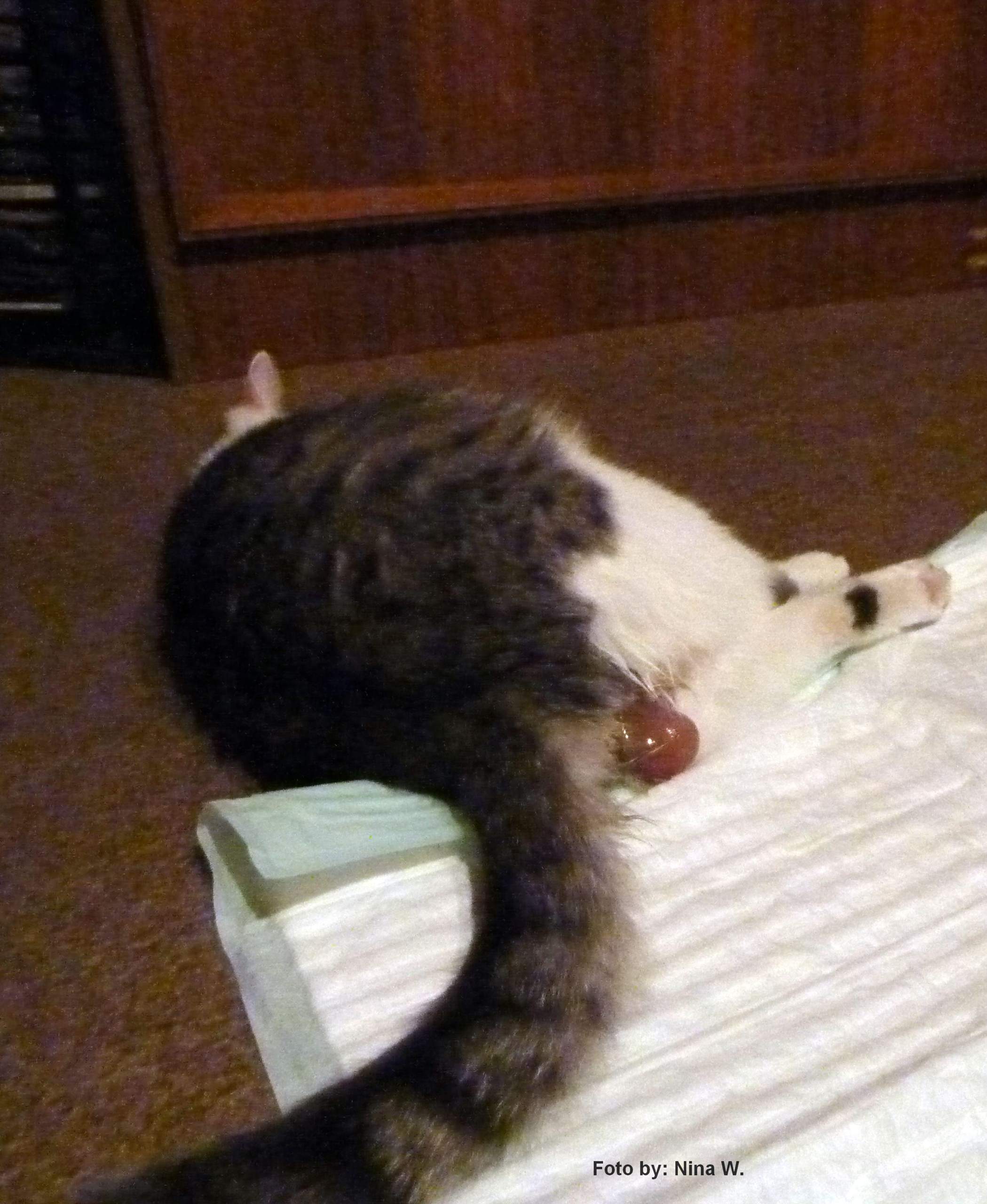 Katze Fruchtblase Geplatzt Wie Lange Bis Zur Geburt Fruchtblase geplatzt aber kitten kommen nicht? (Gesundheit und Medizin