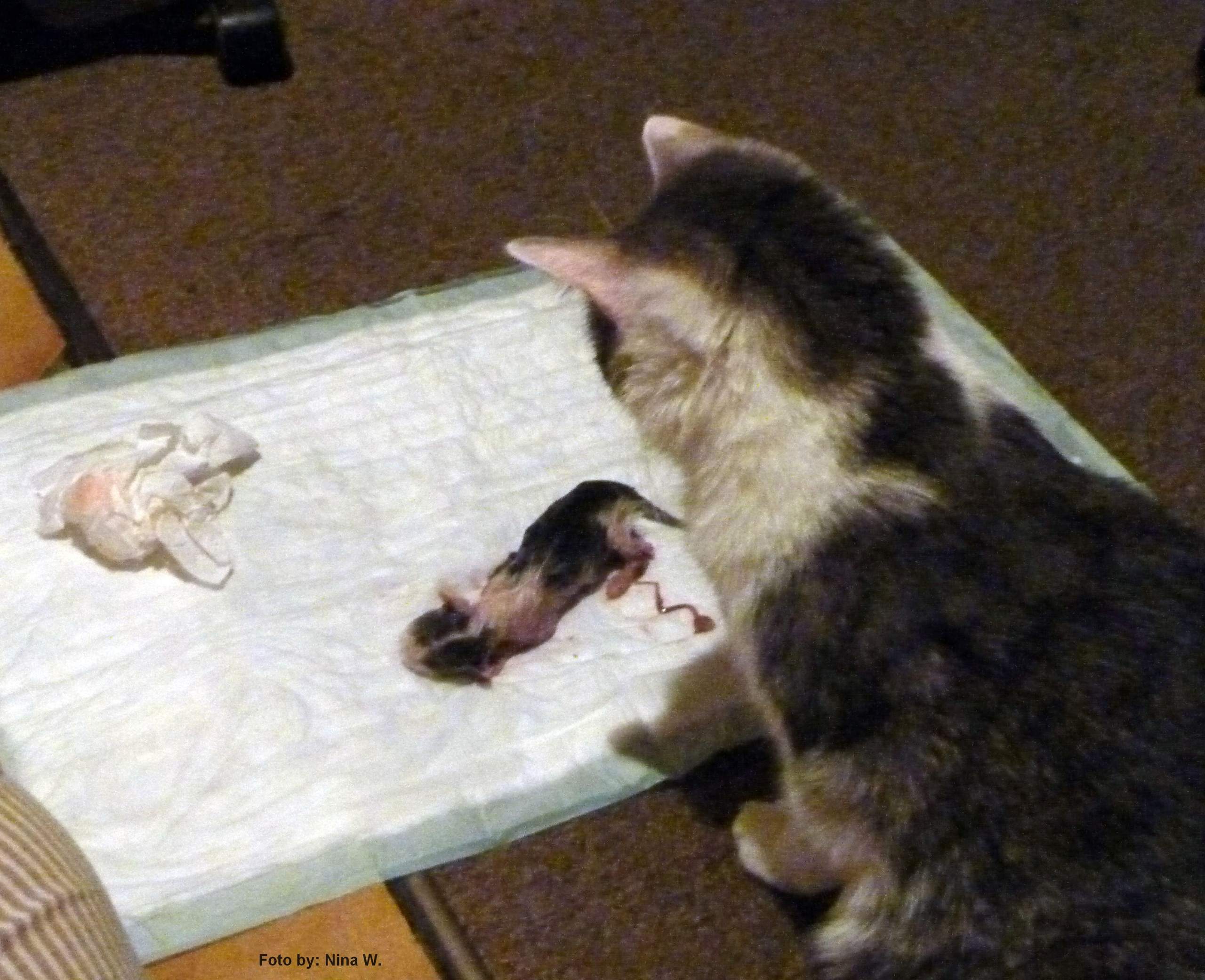 Katze Fruchtblase Geplatzt Wie Lange Bis Zur Geburt www.gutefrage.net