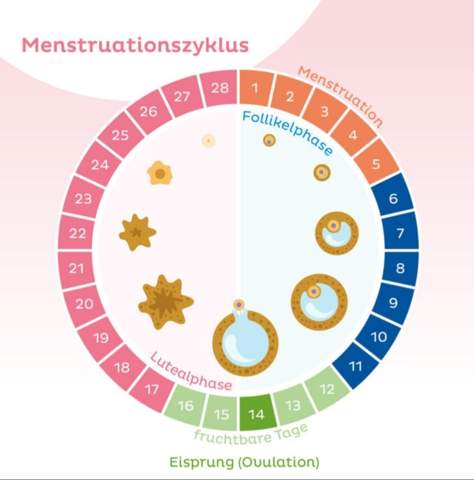 Frauenzyklus Und Zeitpunkt Zum Schwanger Werden Periode Frauenzyklus Und Zeitpunkt Zum Schwanger Werden Periode