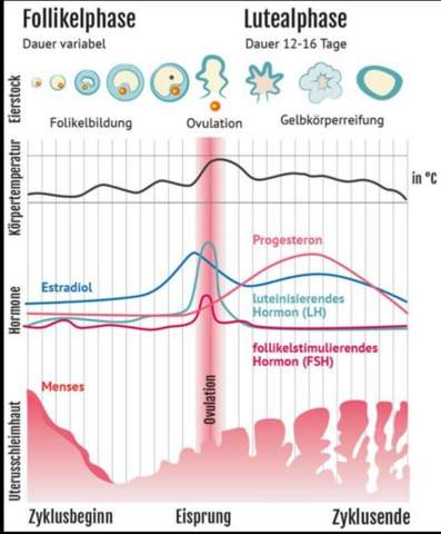 Frauenzyklus Und Zeitpunkt Zum Schwanger Werden Periode Frauenzyklus Und Zeitpunkt Zum Schwanger Werden Periode