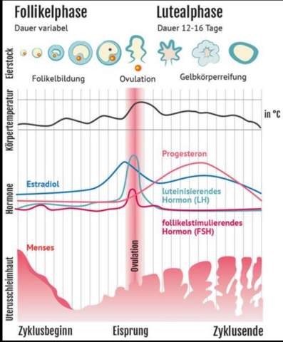 Schwanger lusttropfen eisprung Schwanger durch