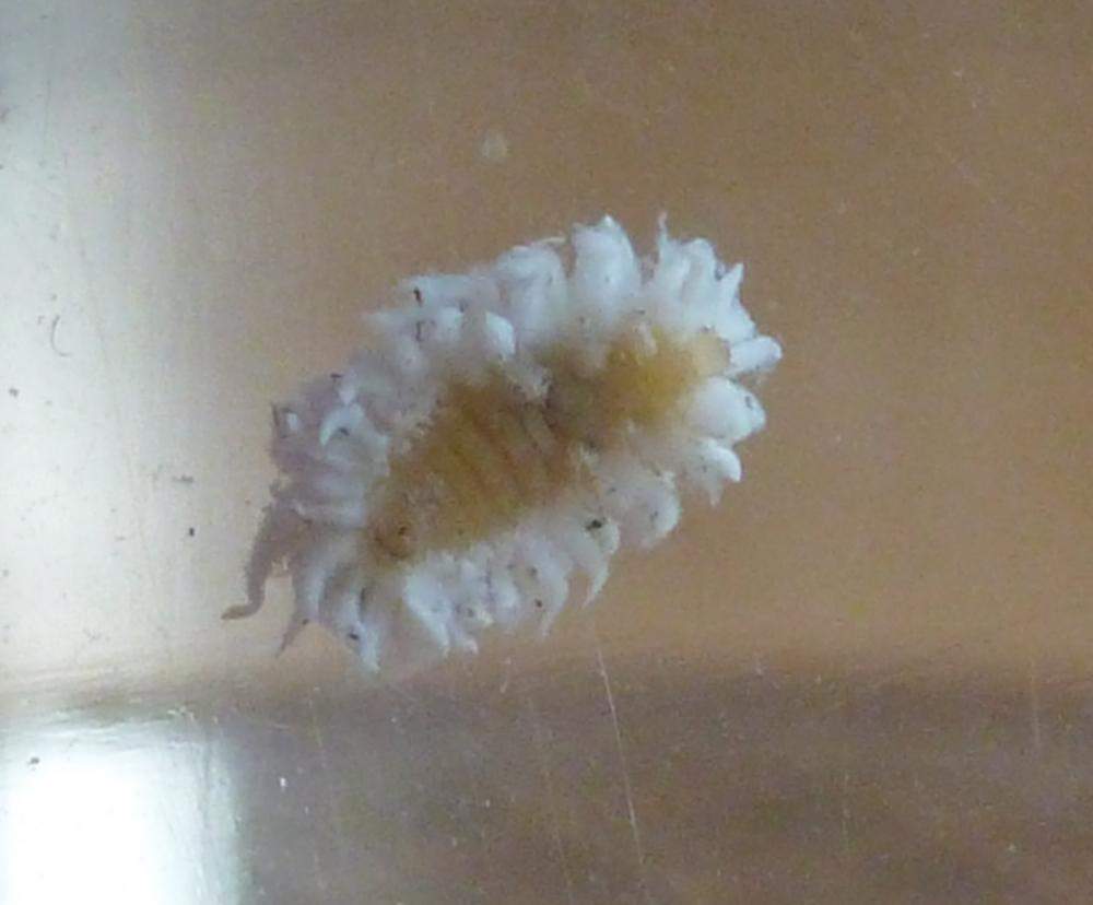 was ist das für ein weißes Insekt? (Insekten, weiß)