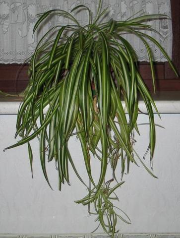 Grünlilie mit Schleppe - (Pflanzen, Zimmerpflanzen, Grünlilie)