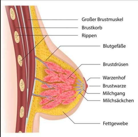 Schneller wachsen lassen brust Wie kann