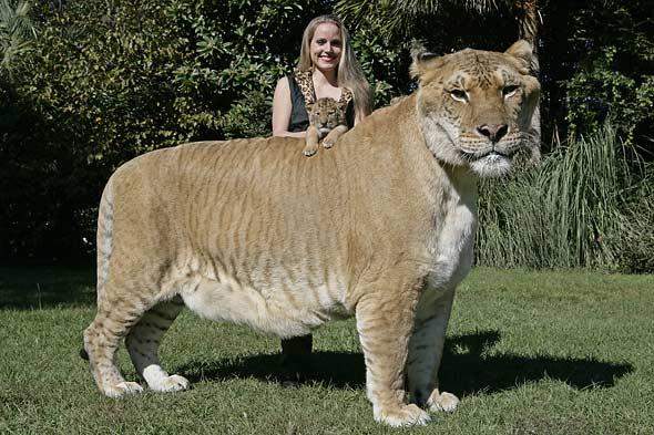 - (Tiere, Biologie)