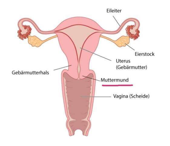 Bekomme Ich Bald Meine 1 Periode Gesundheit Und Medizin Erste Periode Bekomme Ich Bald Meine 1 Periode Gesundheit Und Medizin Erste Periode