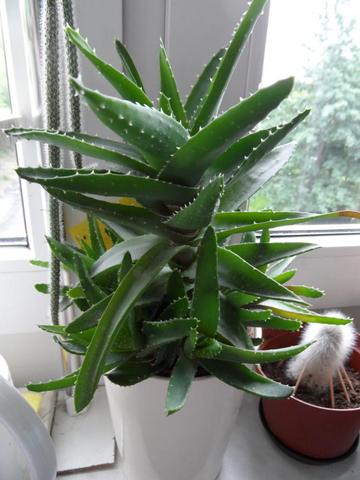 Aloe Vera Pflanze (Zimmerpflanzen, Aloe-Vera, umtopfen)
