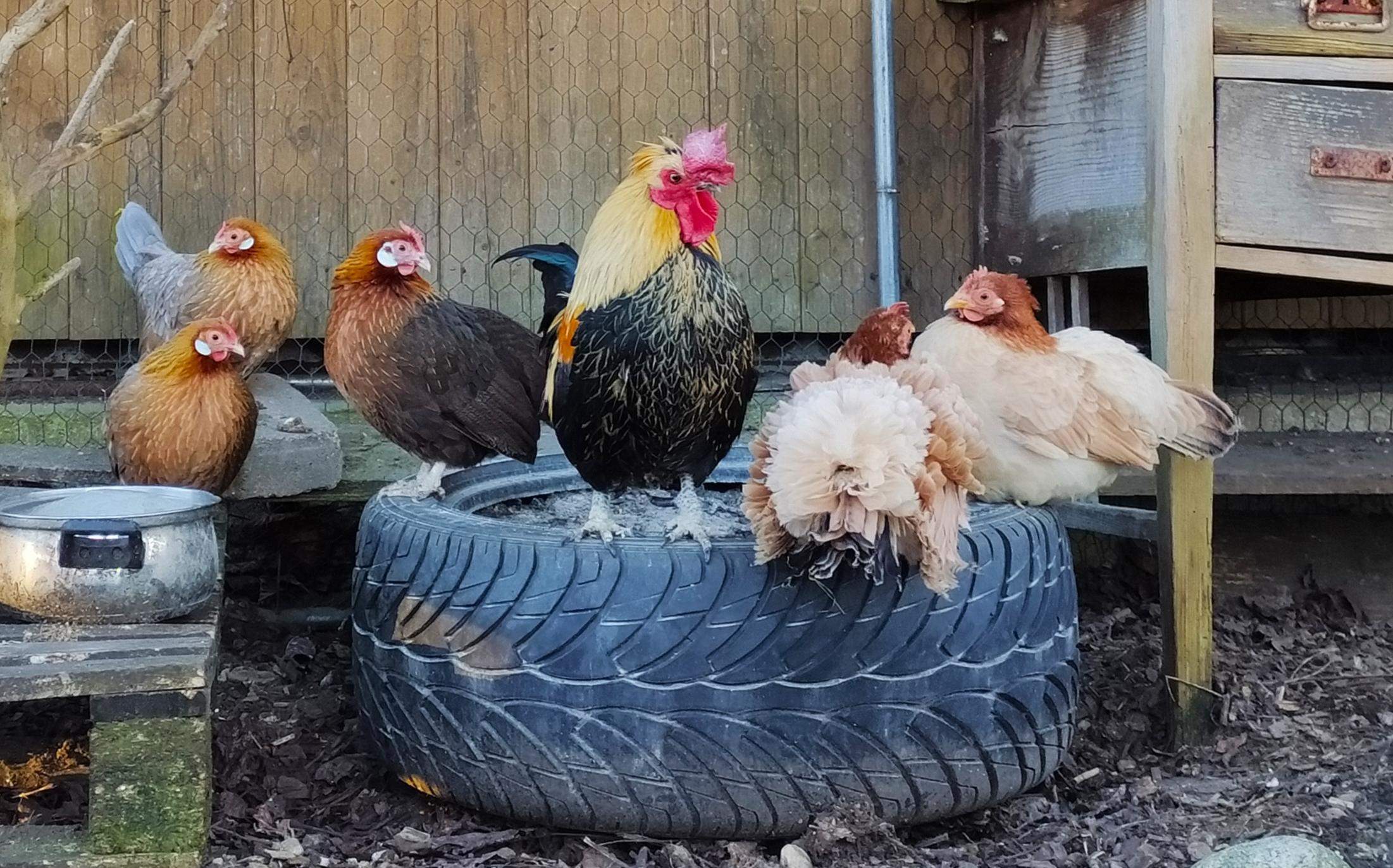 Hühner halten? (Tiere, Hund, Haustiere)