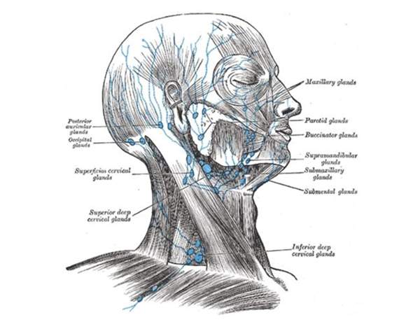 Gibt es im Mund Lymphknoten? (Gesundheit und Medizin)