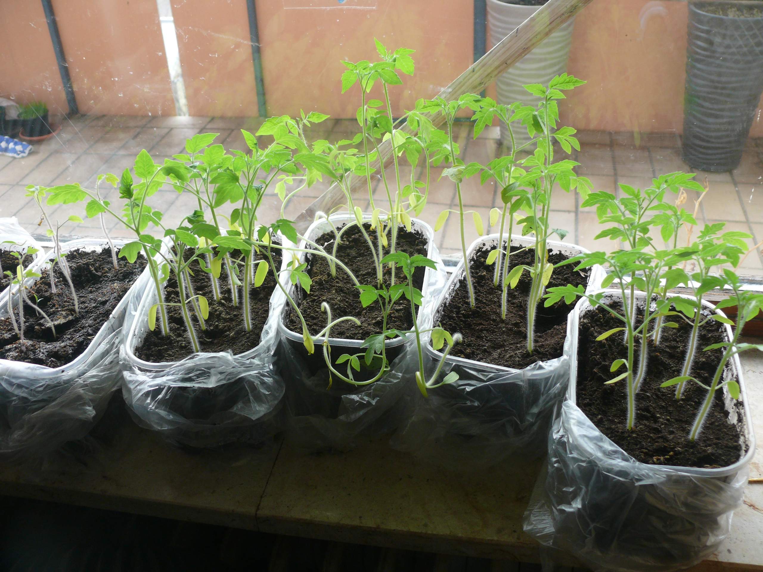 Warum Welken Die Bl tter Meiner Kleinen Tomatenpflanzen Pflanzen 