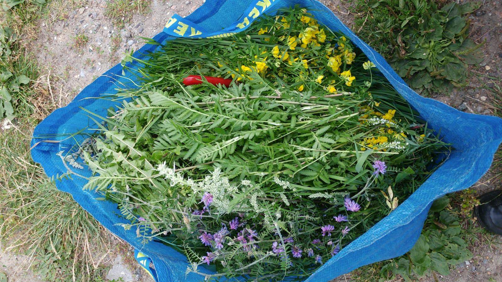 Wie heißt dieser Salat und dürfen ihn meerschweinchen essen? (Gemüse, Meerschweinchenhaltung)