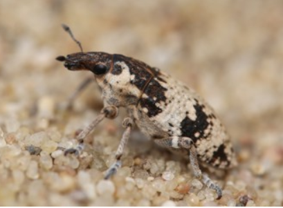 Welches Tier ist das? (Computer, Tiere, Insekten)