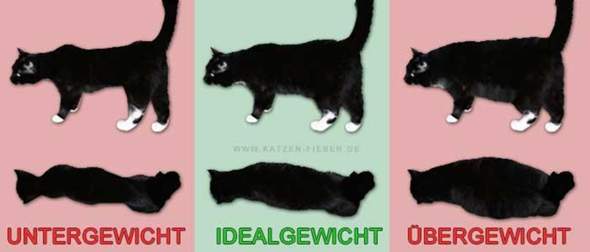 - (Gesundheit und Medizin, Tiere, Gewicht)