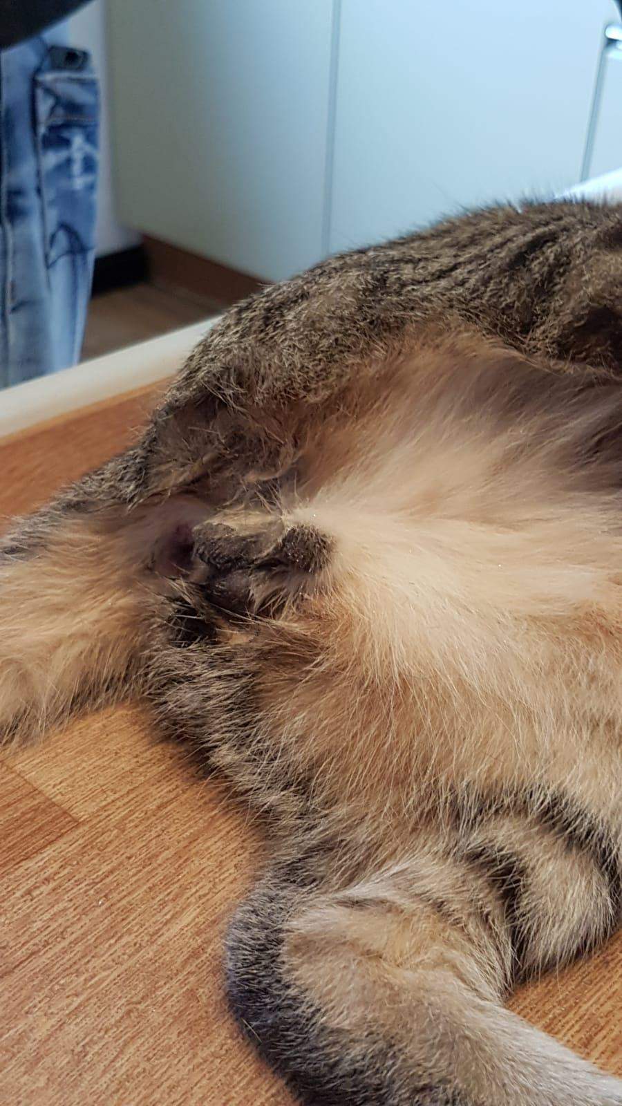 Wie Lange Muss Kater Nach Kastration Halskrause Tragen Kastration Kater, Fäden locker, schlimm? (Gesundheit und Medizin, Katze