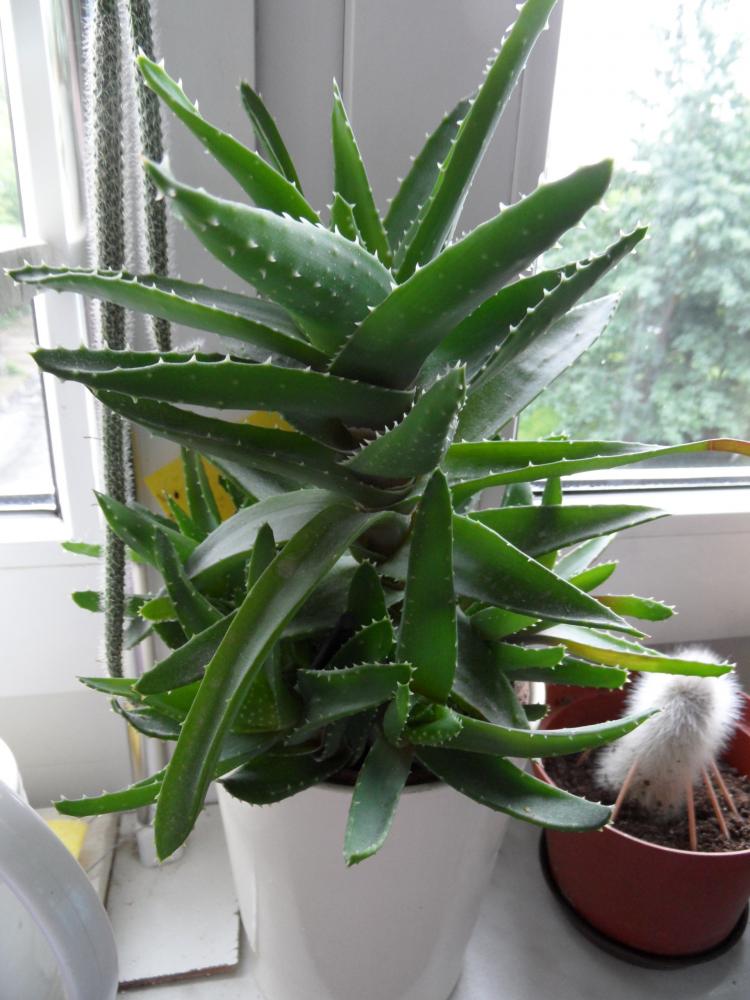 Aloe Vera Pflanze Absenker umpflanzen Pflanzen Pflege Zimmerpflanzen 