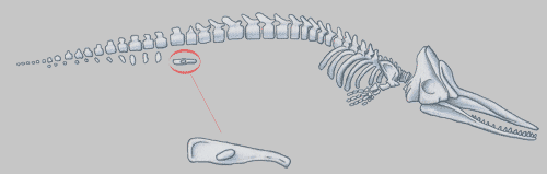 Analoge, homologe und Rudimentäre Organe? (Schule, Biologie, Evolution)