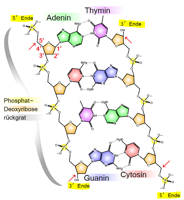 5-3-ende-replikation-und-aufbau-schule-biologie-dna