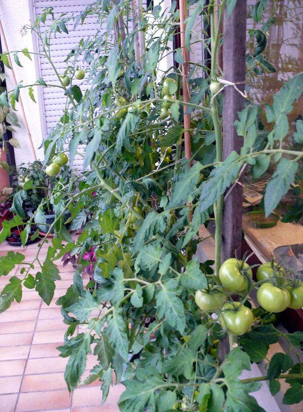 Tomaten Und Paprika Im Gewächshaus? (Gesundheit Und Medizin, Ernährung ...