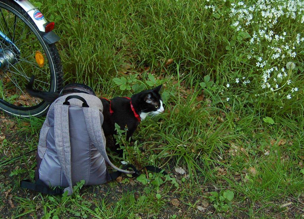 Katzen Im Haus Halten Tierquälerei