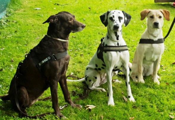 Bande ;-)) - (Hund, Betrug, Welpen)