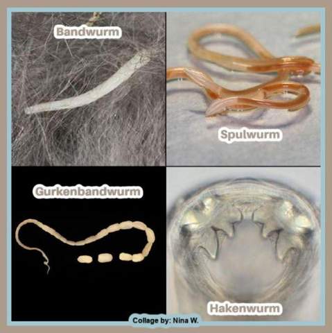 Warum hatte meine Katze einen weißen Wurm? (Tiere, Haustiere ...