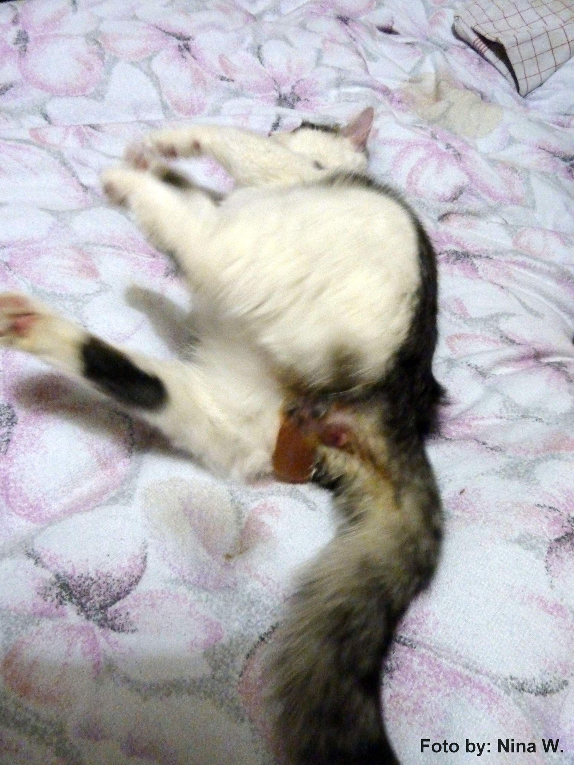 Katze blutet aus after es hängt eine blaße dran? (Medizin, Tiere, artgerechte Haltung)