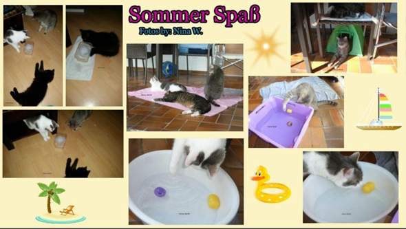  - (Katze, Sommer, artgerechte Haltung)