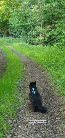 - (Katze, Katzen, artgerechte haltung)