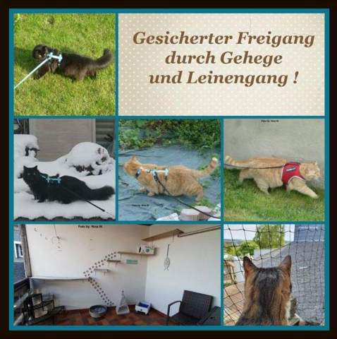 - (Katze, Katzen, artgerechte haltung)