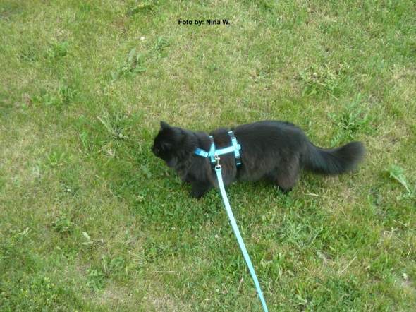 - (Katze, Katzen, artgerechte haltung)